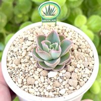 成長記録 チャザロイ,エケベリア チャザロイ,エケベリア チャザロイ,エケベリア チャザロイ,神奈川タニラーの画像