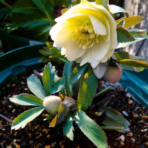 クリスマスローズ,クリスマスローズ,八重咲きクリスマスローズ,クリスマスローズ プチドール 沙羅,鉢植えの画像