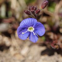 ベロニカ,ベロニカ・オックスフォードブルー,グランドカバー,青い花,青空の画像