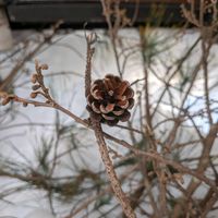 マツ,マンサク,マンサク,乙女椿,ドイツトウヒの画像