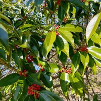 クロガネモチの画像