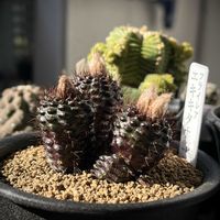 フライレア エキキタナ,多肉植物,サボテン科,衝動買い,神奈川タニラーの画像