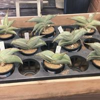 サンスベリア,バナナ,ベランダの画像