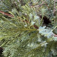 ティーツリーの画像