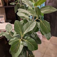 フィカス ベンガレンシス,観葉植物,100均,ダイソー,ダイソー産の画像