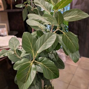 フィカス ベンガレンシス,観葉植物,100均,ダイソー,ダイソー産の画像