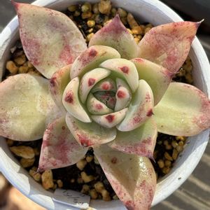 紅葉,エケベリア,多肉植物,可愛い,水やりの画像