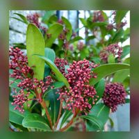 スキミア,スキミア,花のある暮らし♡,ウクライナに平和を,武器ではなく花をの画像