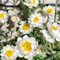 ダイアンサス,ハナカンザシ,花かんざし,レースラベンダー,ディコンドラの画像