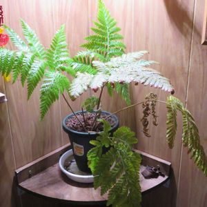 カツモウイノデ,観葉植物,シダ植物,インテリアグリーン,珍奇植物の画像
