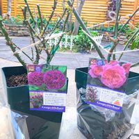 スノードロップ,日本水仙,アレゴリー,フラマンローズ,バラ 鉢植えの画像