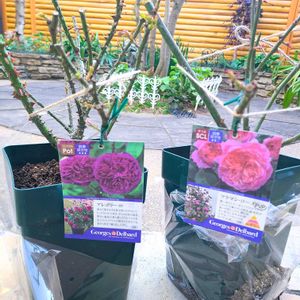 スノードロップ,日本水仙,アレゴリー,フラマンローズ,バラ 鉢植えの画像