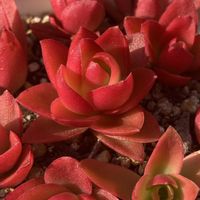 火祭り,ビオラ苗の画像