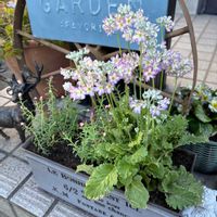 プリムラ,プリムラ マラコイデス,花かんざし,ブリキポット,冬を楽しむの画像