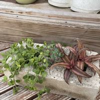 クリプタンサス,ペペロミア,乙女心,寄せ植え,多肉植物の画像