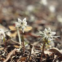 セツブンソウ,山野草,iPhone撮影,春の訪れ,スプリングエフェメラルの画像