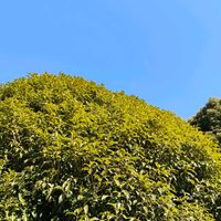 キンモクセイ,金木犀,志波彦神社　鹽竈神社の画像