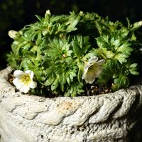 シダ,雲間草,白い花,ガチャ,ずっと一緒の画像