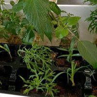 カーネーションの画像