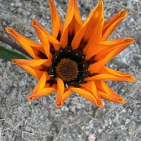 ガザニアの画像