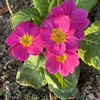 ノースポール,ビオラ,プリムラ ジュリアンの画像