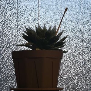 ハオルチア,ハオルチア羽衣,シーサー✨,花芽,シーサーの画像