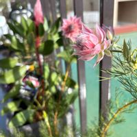 オリーブ,ラベンダー,多肉植物,観葉植物,ジャンクガーデンの画像