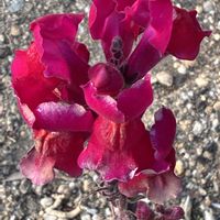 キンギョソウ,今日は暖かいね！,春が始まったそうな。,鯉さんに気をつけて！の画像