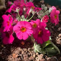 プリムラ マラコイデス,ベランダの画像