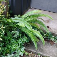 タマシダ,タマシダ,カニクサ,イノモトソウ,観葉植物の画像