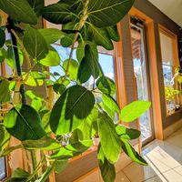 フィカス,フィカス ベンガレンシス,フィカス ベンガレンシス,クワ科,美術館の画像