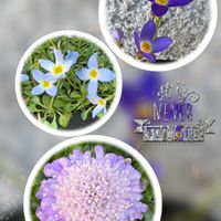 マツムシソウ,ひなそう,夏越し頑張る,水曜日は水色,チーム・ブルーNo.145の画像