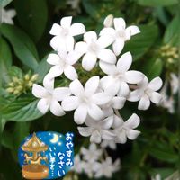 ペンタス,コラージュ,立春,よくがんばった❗,がんばる♡の画像