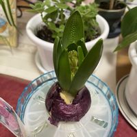 ヒヤシンス,アロマティカス,プリムラ　ジュリアン,ヒヤシンス 水耕栽培,ビオラ ジョリージョリの画像