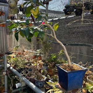 胡蝶侘助,つばき,盆栽,鉢植え,小品盆栽の画像