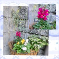 アサギリソウ,キンギョソウ,パンジー・ビオラ,ヘデラ,ライスフラワーの画像