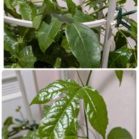 パッションフルーツ,パッションフルーツ,ゼラニウムムーンライト トゥンバオ,ゼラニウム ムーンライト トゥンバオの画像