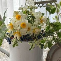 スイセン,スイセン,リナリア,水仙,水仙の画像