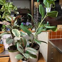 セントポーリア,ハートカズラ,ヒヤシンス,豆苗,フィットニアの画像