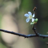 エゴノキ,シコンノボタン,スモモ,木瓜,河津桜の画像