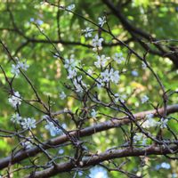 スモモ,キュンキュン乙女倶楽部,山野草大好き,里山大好き協会,指宿フラワーパークの画像