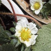 イチゴ,苺(とちおとめ),シラサギ✨,白鷺♪,白鷺（シラサギ）の画像