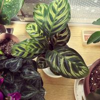 カラテア マコヤナの画像