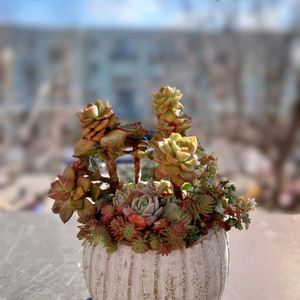 ネオンブレーカーズ,琴爪菊,オウンスロー,ヌダ,ローリーの画像