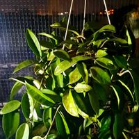 サクララン,ハンキング,観葉植物,ホヤ,植物男子ベランダーの画像