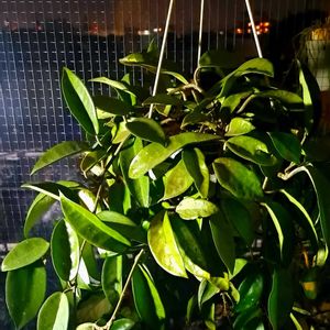 サクララン,ハンキング,観葉植物,ホヤ,植物男子ベランダーの画像