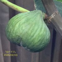 イチジク,いちじく,室内栽培,鉢栽培,2年生の画像