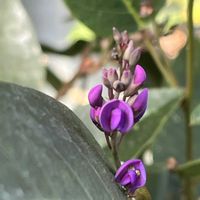 ハーデンベルギア,ネコ好き,つる性植物,花のある暮らし,紫色の花の画像