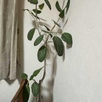 ウメ,キンカン,八朔,フィカス ベンガレンシス,フィカス ベンガレンシスの画像