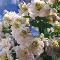 ハーデンベルギア,ハーデンベルギア,カルーナ,カルーナ,の画像